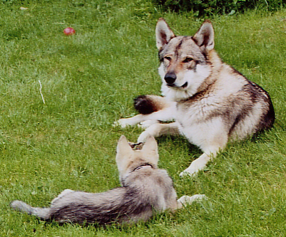 Aragorn Apache Lycanis Wolfdog®