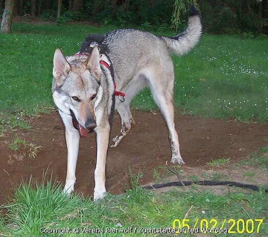 Yuma Tschechoslowakischer Wolfshund Yuma 2007
