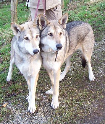 Saarloos Wolfhonden