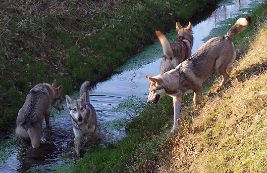 Saarloos Wolfhonden