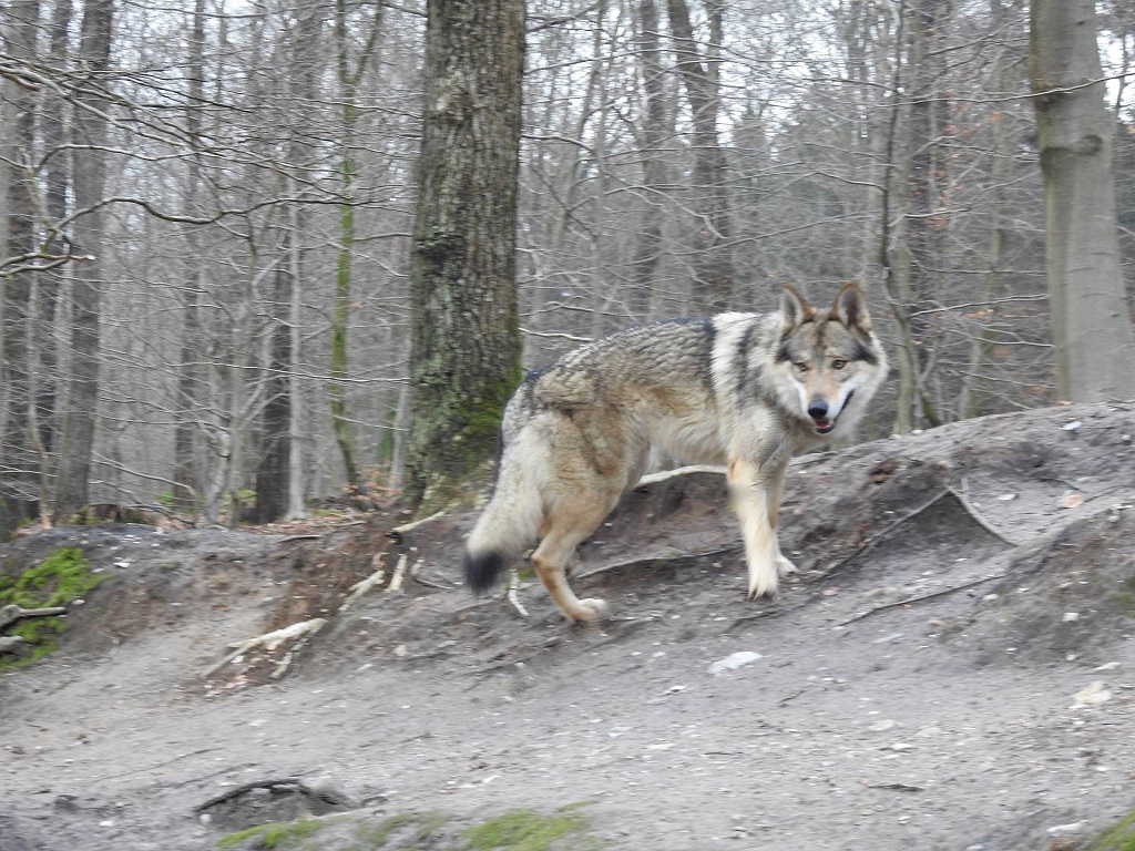 wolfdog Yukon shooting copyright Peter Posch