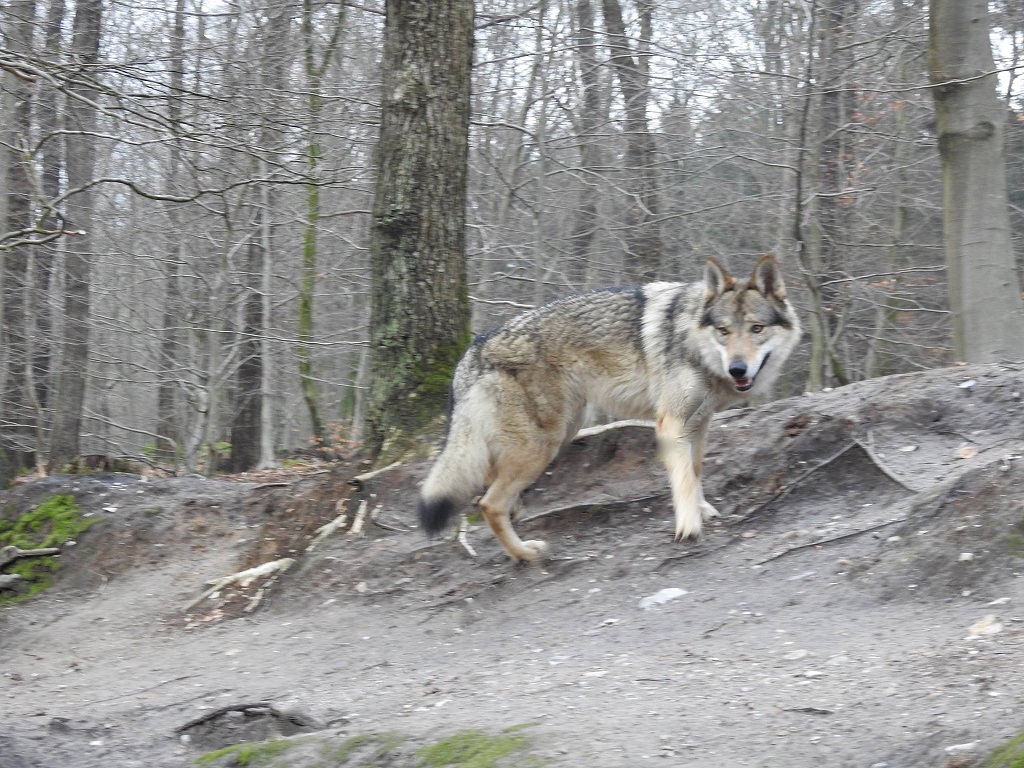 wolfdog Yukon shooting copyright Peter Posch wolfdog Yukon shooting copyright Peter Posch