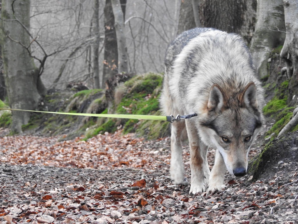 wolfdog Yukon shooting copyright Peter Posch
