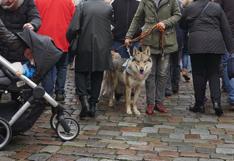 wolfdogs Yukon & Sherlock in the city