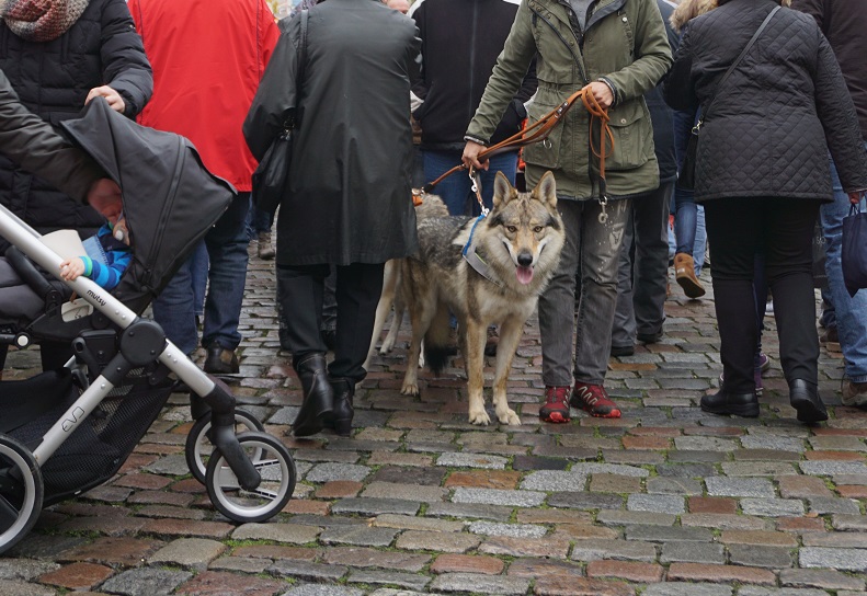 wolfdogs Yukon & Sherlock in the city wolfdogs Yukon & Sherlock in the city