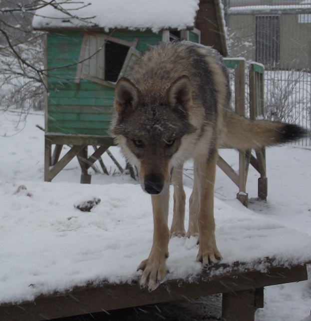 wolfdog Yukon