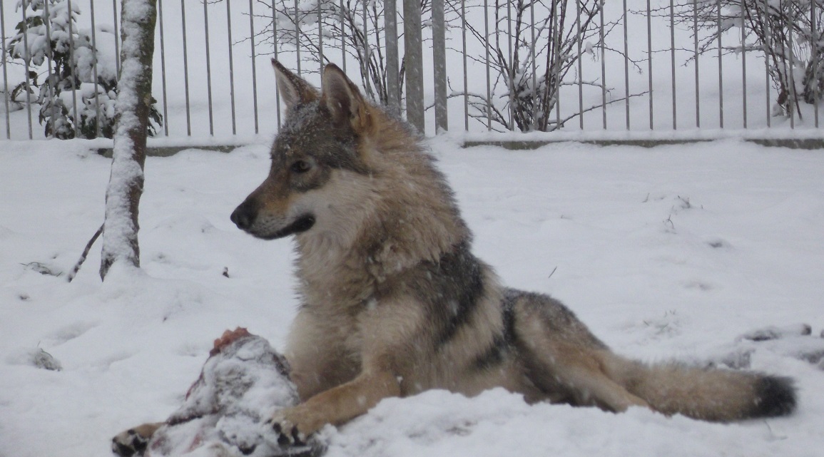 wolfdog Yukon