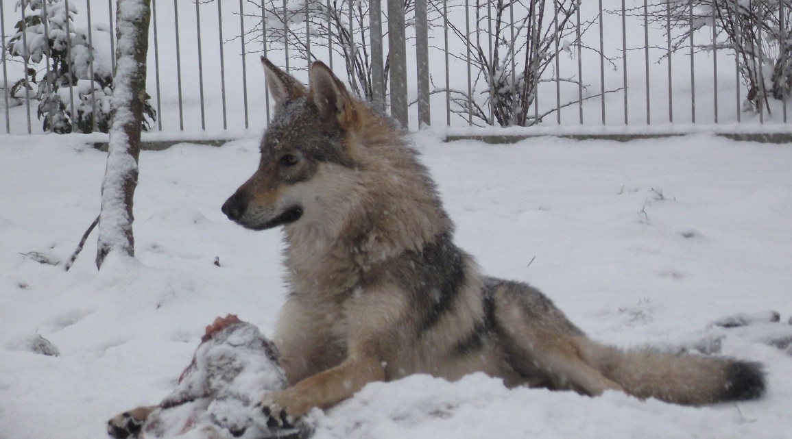 wolfdog Yukon wolfdog Yukon