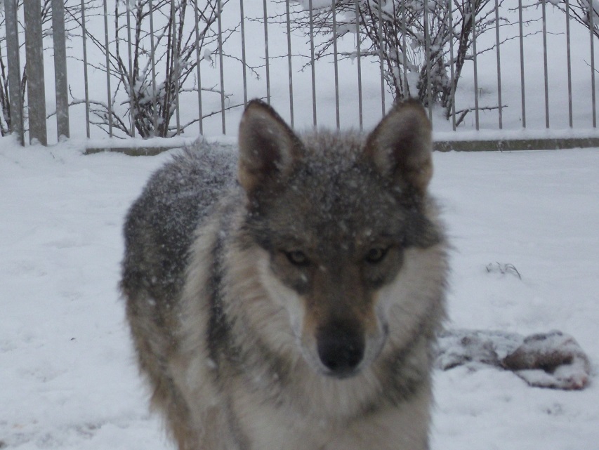 wolfdog Yukon wolfdog Yukon
