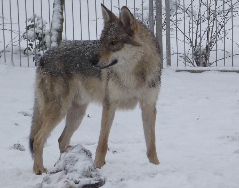 wolfdog Yukon