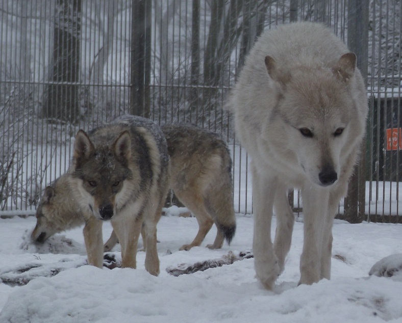 wolfdogs: links Schwester Kalisha, Mitte Yukon, rechts Lykaios