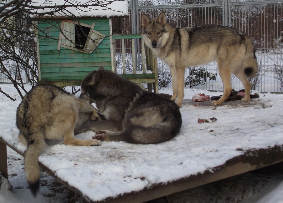 wolfdogs: links Schwester Kalisha, Mitte Blue Jade, rechts Yukon