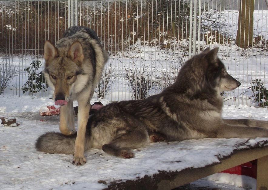 wolfdogs: Yukon & Blue Jade wolfdogs: Yukon & Blue Jade