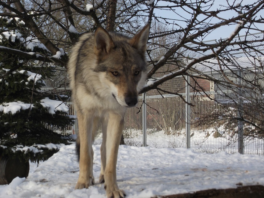 wolfdog Yukon