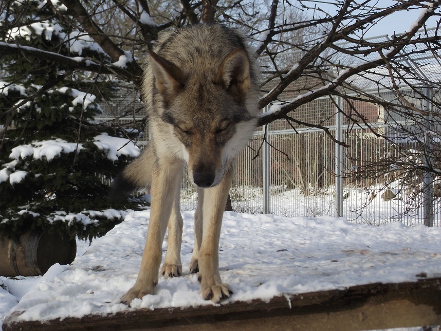 wolfdog Yukon wolfdog Yukon