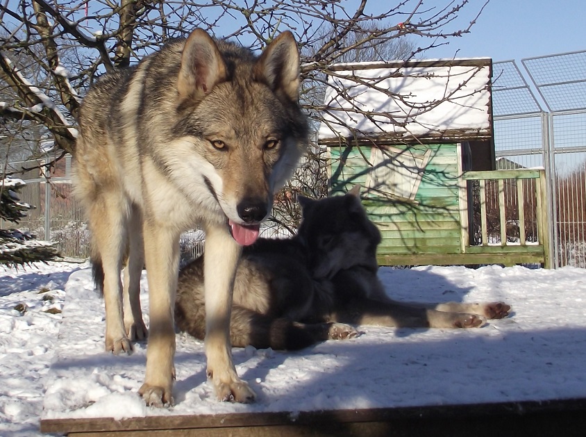 wolfdogs: Yukon & Blue Jade wolfdogs: Yukon & Blue Jade