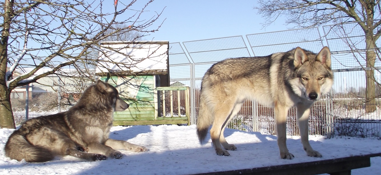 wolfdogs: Yukon & Blue Jade
