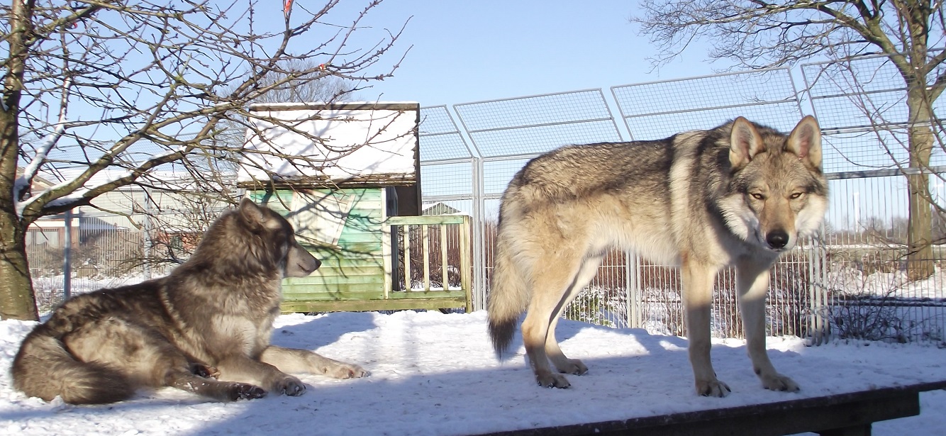 wolfdogs: Yukon & Blue Jade wolfdogs: Yukon & Blue Jade