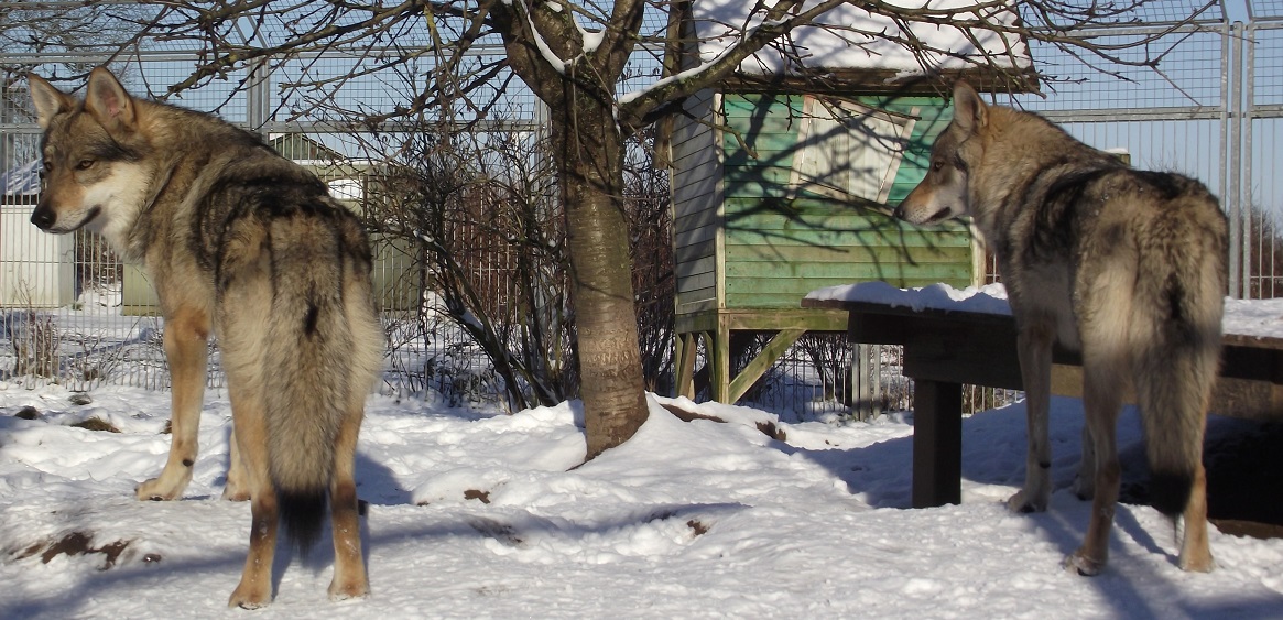 wolfdogs: links Yukon & rechts Schwester Kalisha