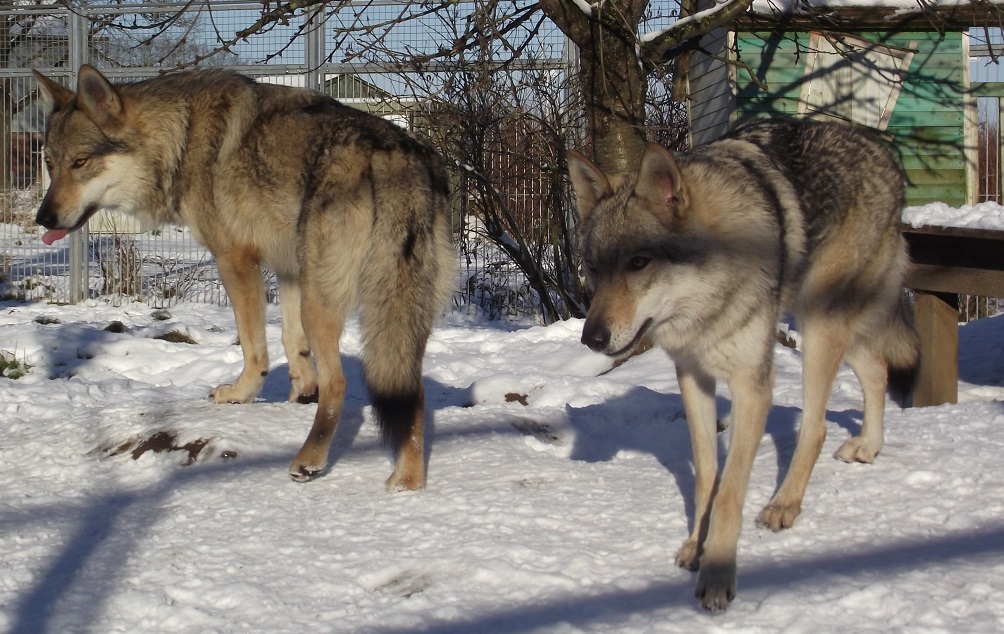 wolfdogs: links Yukon & rechts Schwester Kalisha