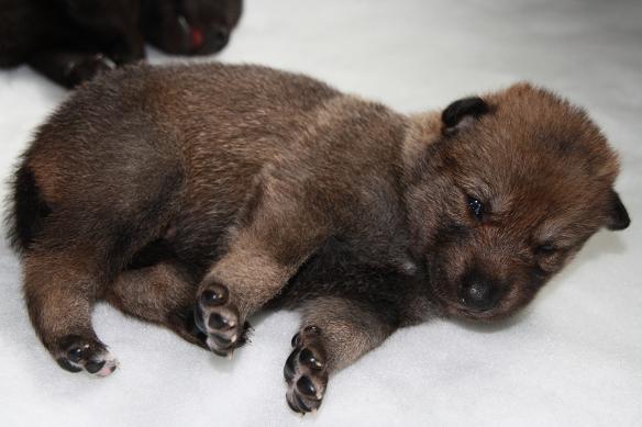 Dacra Lycanis Wolfdog® Dacra Lycanis Wolfdog®