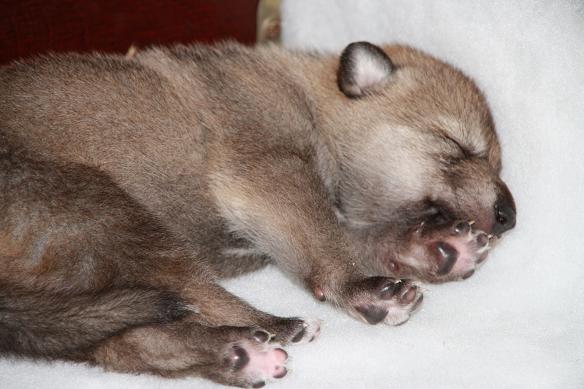Dimas Lycanis Wolfdog® Dimas Lycanis Wolfdog®