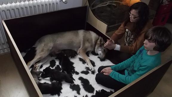 Wolfdog & puppies