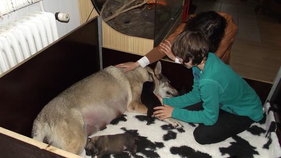 Wolfdog litter