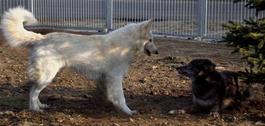 Lycanis Wolfdog® E-Wurfplanung