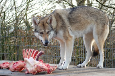 Akela Dakota Lycanis Wolfdog®