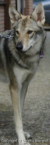 Acoma Larka Lycanis Wolfdog®