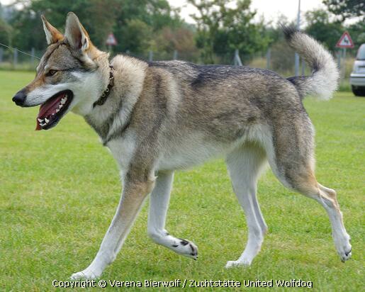 Alva Yla Lycanis Wolfdog®