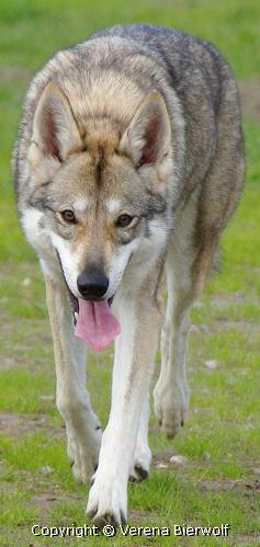 Ashaki Nashota Lycanis Wolfdog®