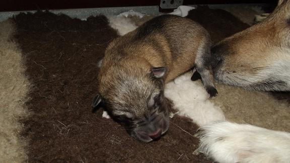 1. Wolfhund Welpe Conan, 606 g Geburtsgewicht