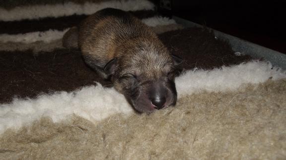3. Wolfhund Welpe Carlisle, 562 g Geburtsgewicht