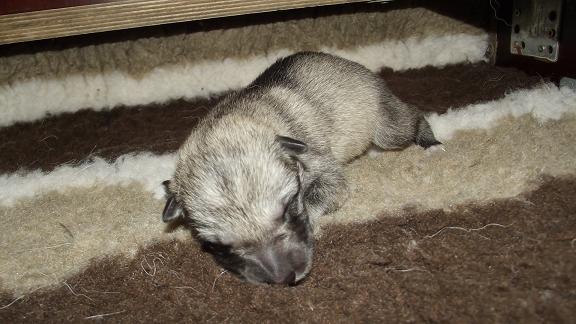 4. Wolfhund Welpe Coani, 484 g Geburtsgewicht