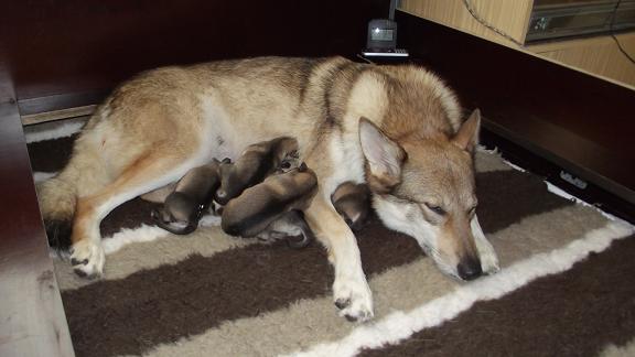 Wolfhundmama Aponi geschafft von der Geburt