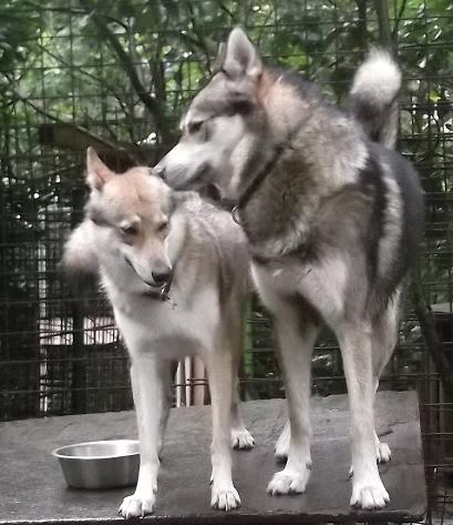 Wolfhunde Hochzeit