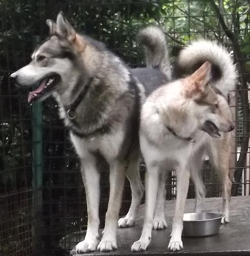 Wolfshunde Hochzeit