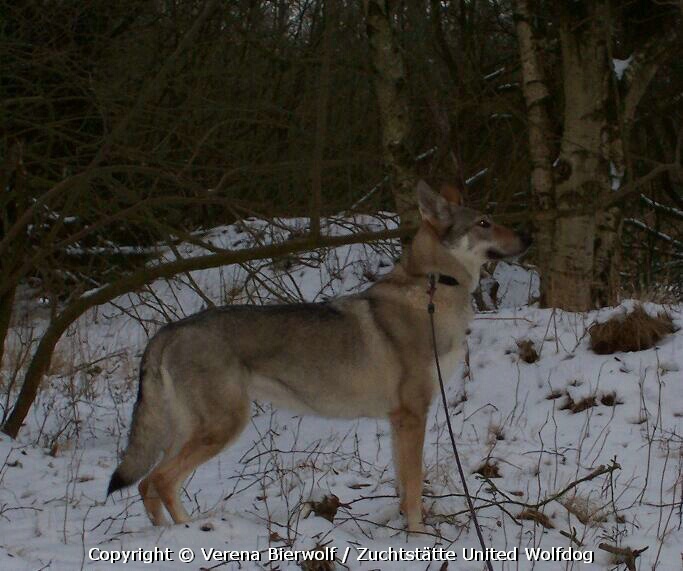 Yuma TWH Yuma TWH