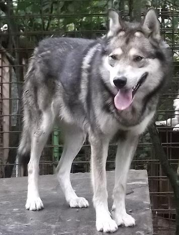 Wolfhund-Malamute