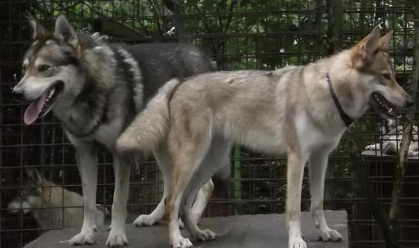 Wolfshunde