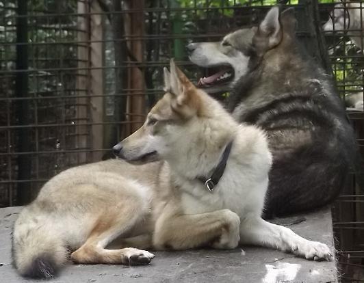 Wolfhunde Hochzeit