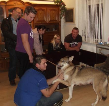 Besuch für die kleinen Wolfhunde