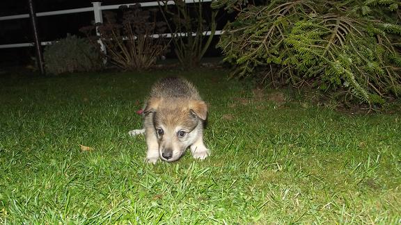 Wolfhund Welpe