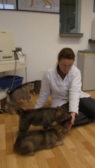 Wolfhunde Tierarzt