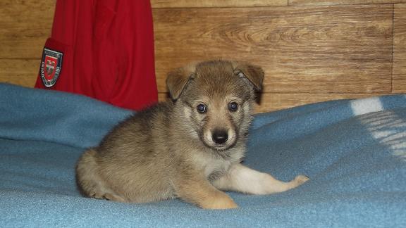 Wolfdog puppy