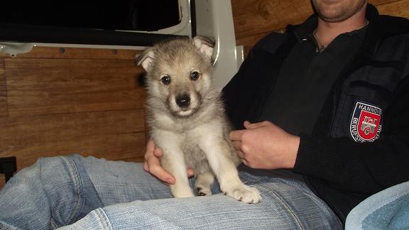 Wolfdog puppy