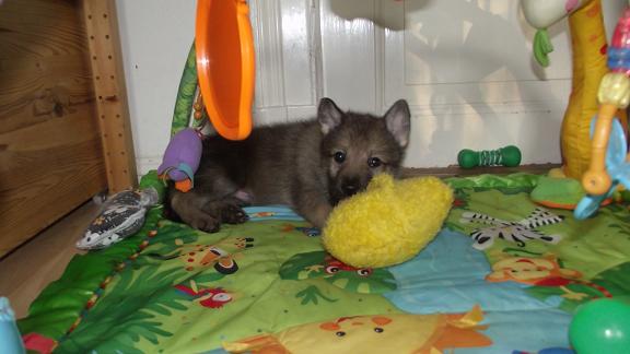 Wolfdog puppy