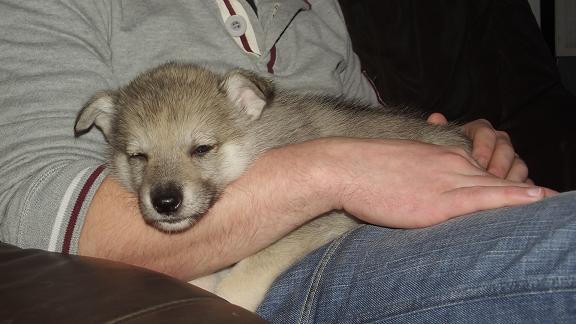 Wolfdog puppy